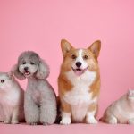 pets, cute, cat